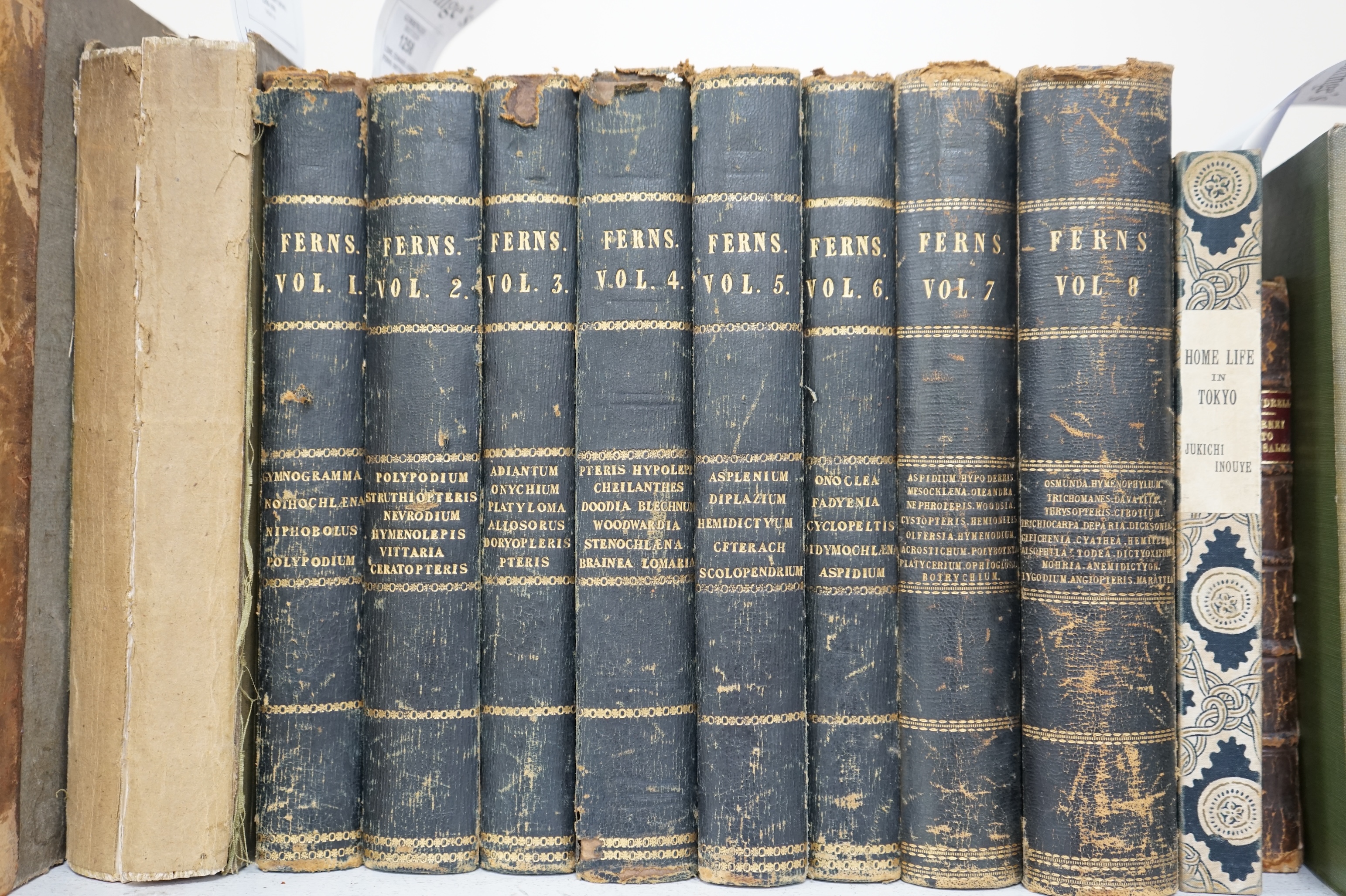 Lowe, Edward Joseph - Ferns: British and Exotic, 8 volumes, 1st edition, 8vo, half calf, scuffed and with some loss to the leather, 479 chromolithograph plates, Groombridge and Sons, London, 1856-60.
